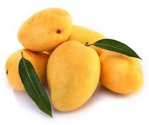 Fresh mango, Color : Yellow