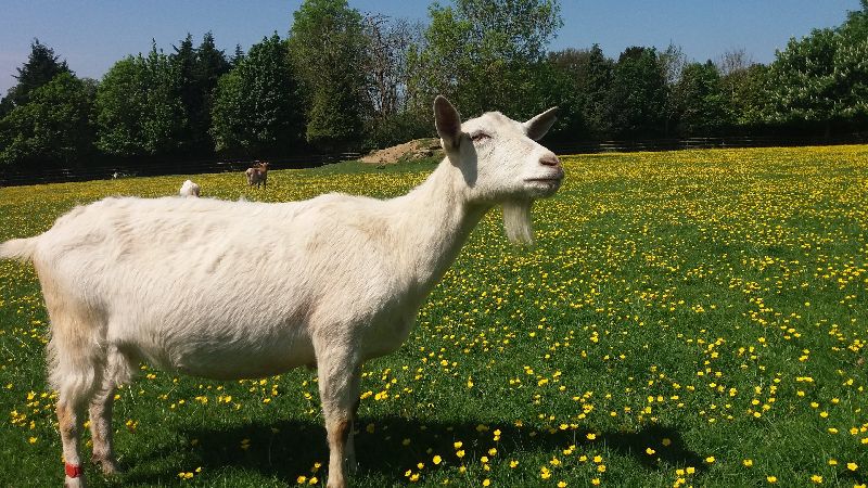 40-50 Kg live goat, Style : Alive