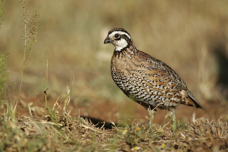 Live Quail Bird at best price INR 1,000INR 1,200 / Piece in Chhindwara