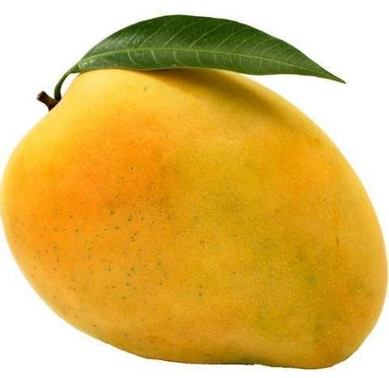 Organic Fresh Banganapalli Mango, Shelf Life : 5-10Days