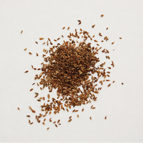 carrot seeds