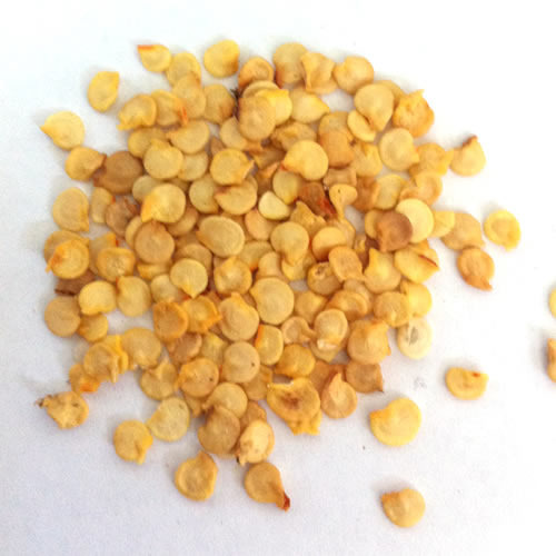 Natural Chilli Seeds, for Agricultural, Packaging Type : Plastic Pouch