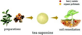 Tea Saponin