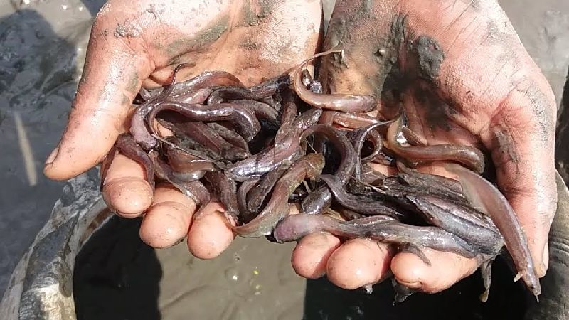 Catfish Seed, Packaging Type : Box