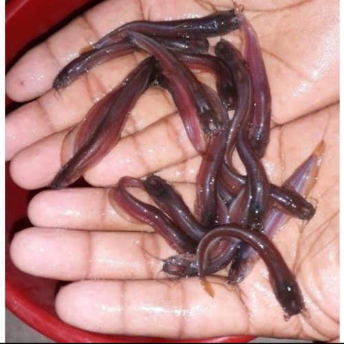 Desi Magur Fish Seed, Packaging Type : Box