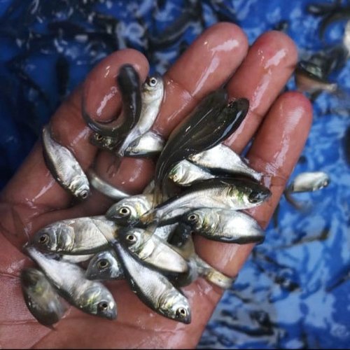 Pabda fish & Silver Carp fish Mixed Farming