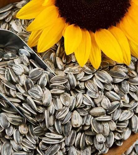 Sunflower seeds, Packaging Size : 50kg