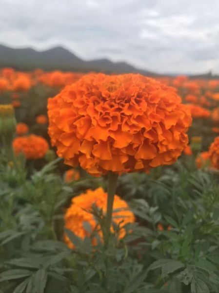 Natural Lutein Marigold Seeds, Certification : phyto, Form : fllower