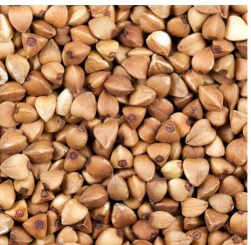 Buckwheat Seeds