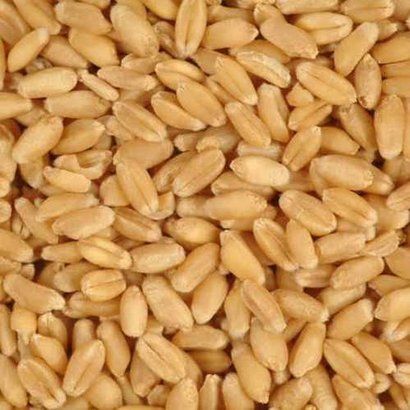 Natural Organic Wheat, For Cooking, Certification : FSSAI