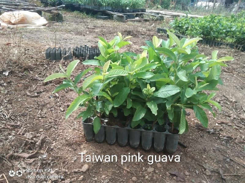 Organic Taiwan pink guava Plant, for Garden, Farm, Feature : Disease Free, Fast Growth