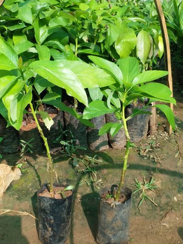 Organic Avocado Plant