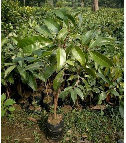 Litchi Plant, for Agriculture, Nursery Use, Length : 0-10ft