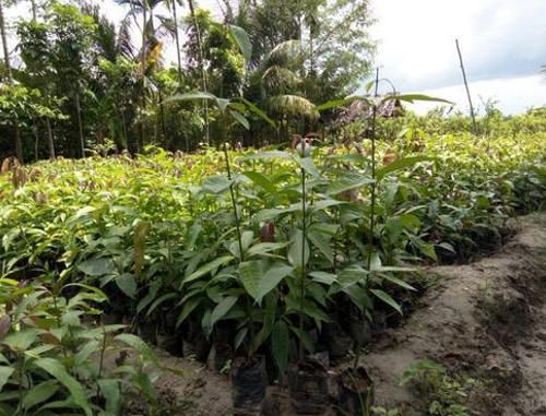 Mango Seedling Plant, for Gardening, Size : Large