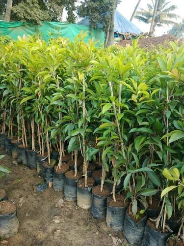 Organic Sapodilla Plant, for Gardening
