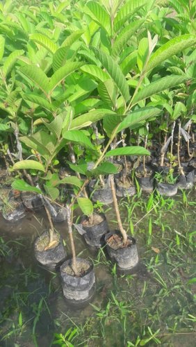 Organic Thai 7 Guava Plant, for Gardening