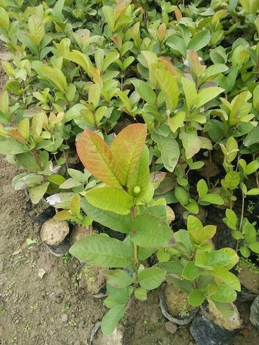 Organic Thai Guava Plant, for Gardening