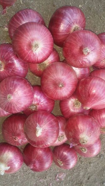 Fresh Pink Onion