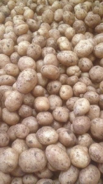 Oval Organic fresh potato, for Cooking, Packaging Size : 10-20kg