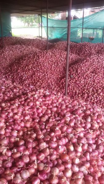 fresh red onion