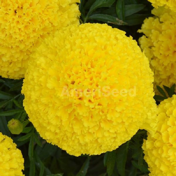 Organic Marigold Seeds, Packaging Type : Yellow