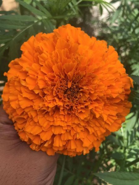 Natural Lutein Marigold Seeds, Packaging Type : Orange