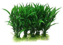 Aquarium Plants