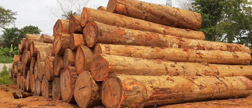  Pine Wood Log, Length : 7 Feet