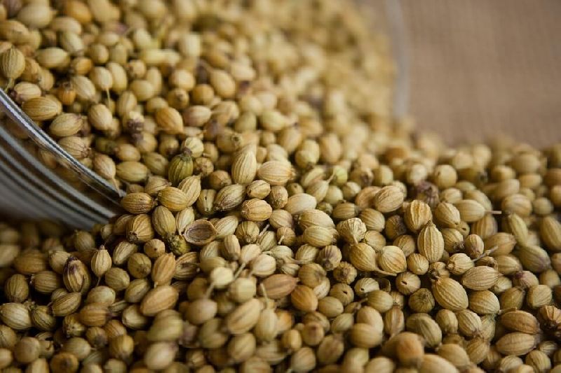 Natural Raw Coriander Seed, for Cooking, Spices, Packaging Type : Plastic Pouch