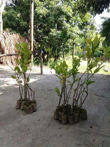 Natural Assam Lemon Plant at best price INR 45 / Piece in Hojai Assam ...