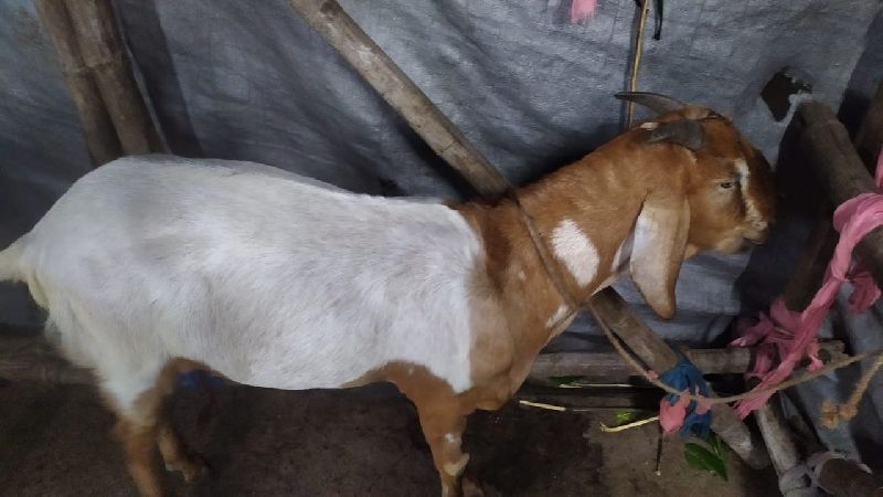 Live goat, for Hotel, Household, Mess, Restaurant, Style : Alive