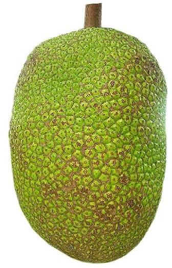 Natural Fresh Jackfruit, for Good Nutritions, Good Health, Packaging Size : 25 to 100 Kg