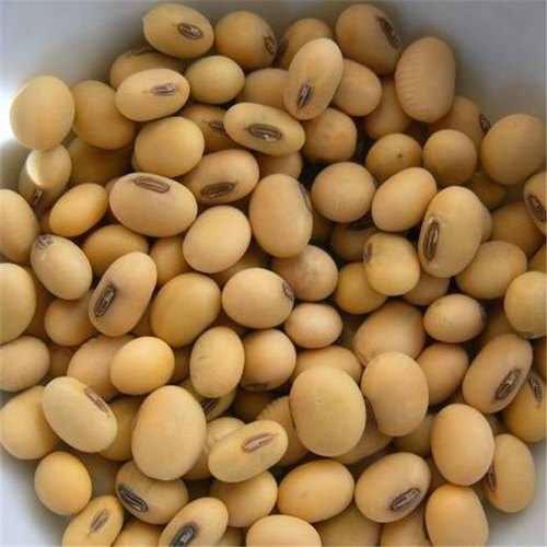 Organic Soyabean Seeds, for Agricultural, Packaging Size : 20kg