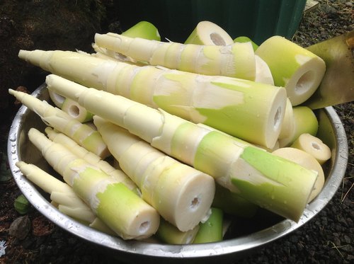 Organic Bamboo Shoot, for Home, Hotels, Color : Green