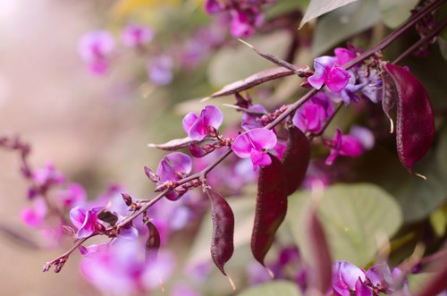 Hyacinth bean, Packaging Size : 5 Kg