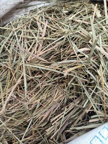 Organic Dried Lemongrass Leaves, Packaging Type : Plastic Packet