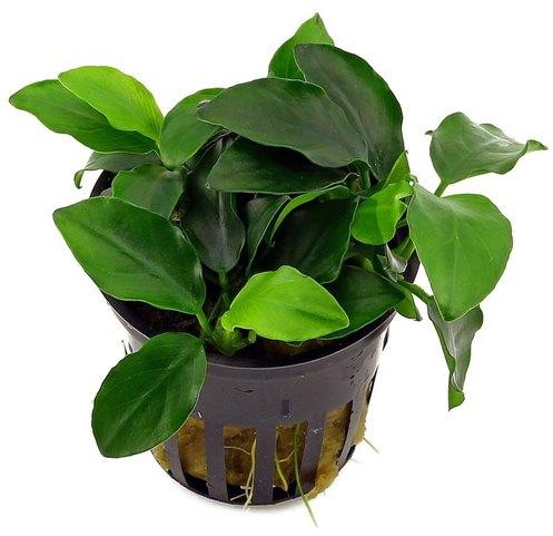 Aquarium Plant, Packaging Type : POLY BAG