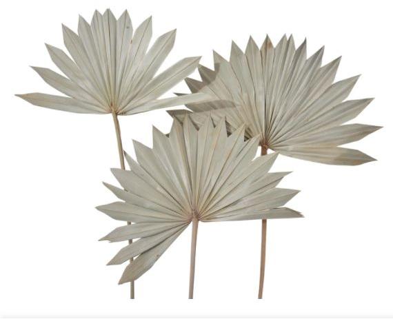 Dried Palm Leaf, Size : 45-50 CM