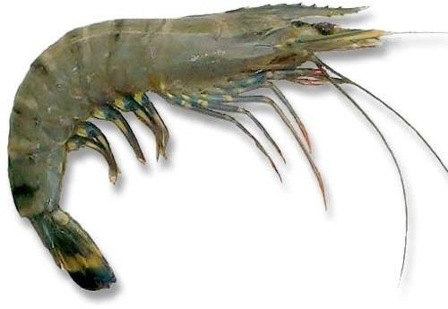 Fresh Black Tiger Prawns