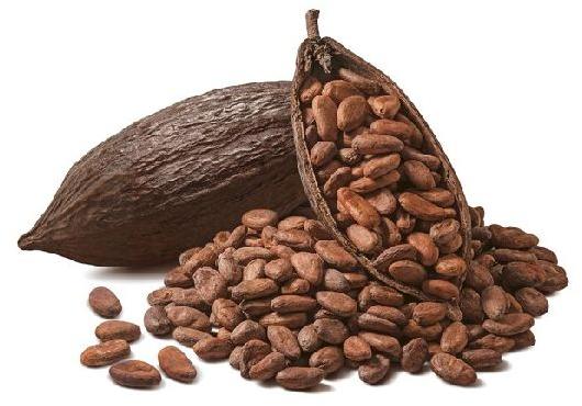 Cocoa Beans, for Bakery Products, Feature : Good Taste, Nice Aroma