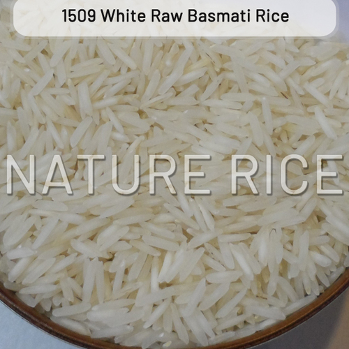 1509 Raw White Basmati Rice, Certification : APEDA, FSSAI, ISO 9001:2008