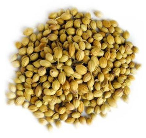 Organic Dhana Coriander Seeds, for Spices, Packaging Type : Loose Packaging