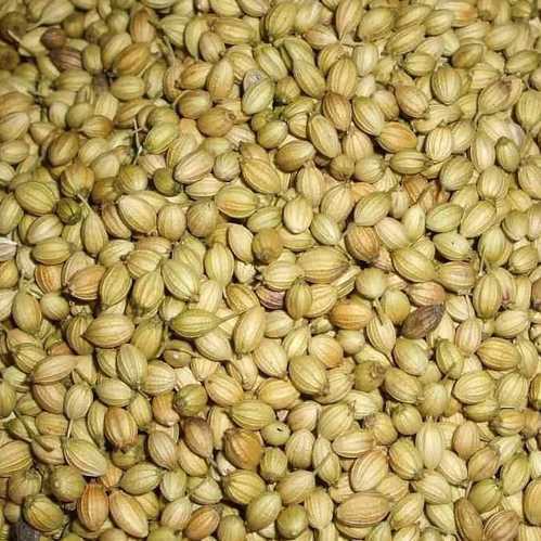 Natural coriander seeds, for Cooking, Spices, Specialities : Good Quality