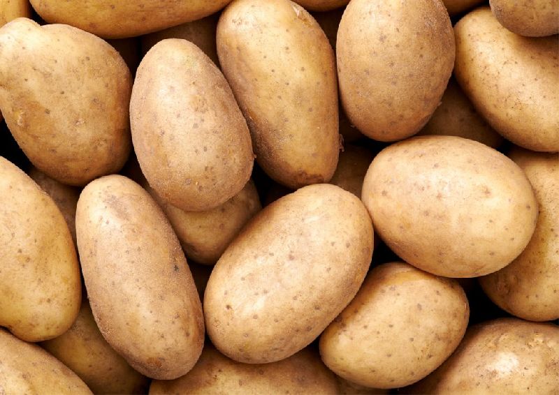 Natural fresh potato, for Home, Restaurant, Snacks, Feature : Good In Taste, Healthy, Mild Flavor