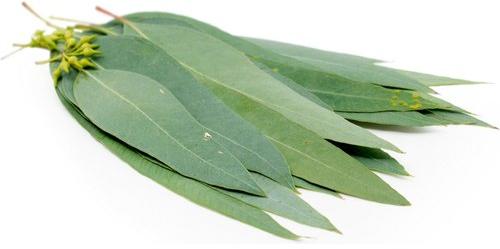Organic eucalyptus leaves, for Medicinal Use, Style : Natural