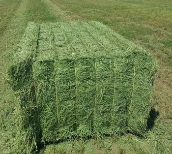 Alfalfa Hay, for Cattle Feed, Packaging Type : Plastic Bags