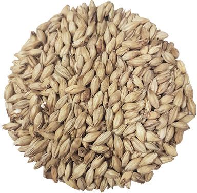 Cattle Feed Barley