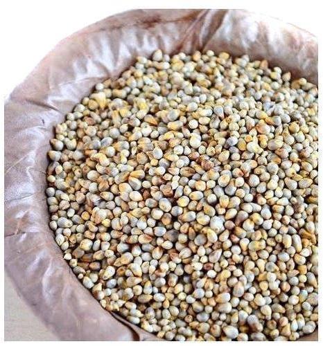 pearl millet