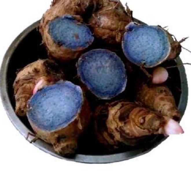 Organic Black Turmeric, Packaging Type : Plastic Bag