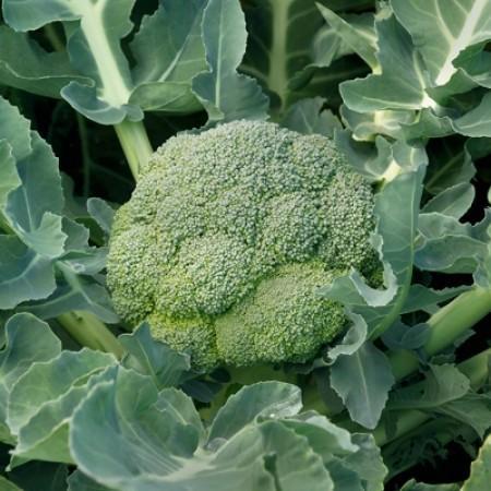 Natural Fresh Broccoli, for Cooking, Feature : Healthy To Eat, Non Harmful, Pure Hygienic